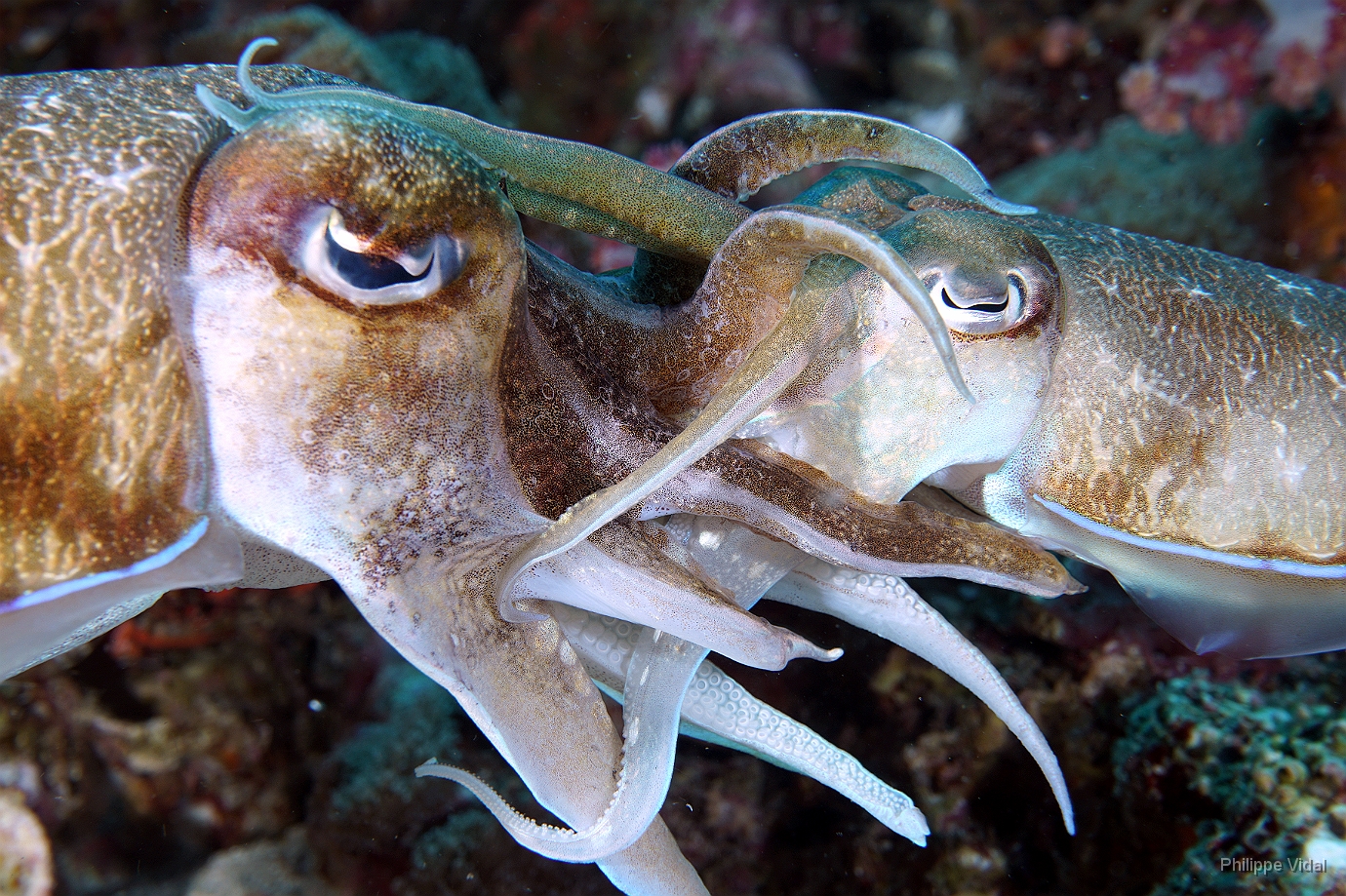 Birmanie - Mergui - 2018 - DSC03221 - Broadclub cuttlefish - Seiche - Sepia latimanus.jpg